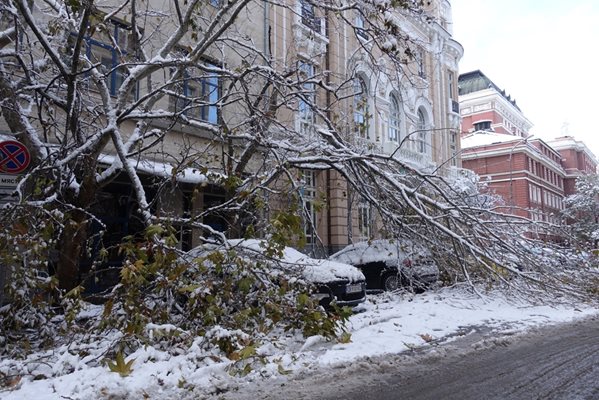 Паднали клони в центъра на София край Народния театър
СНИМКА: НИКОЛАЙ ЛИТОВ