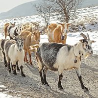 Бременността при козите се разпознава след 50-ия ден