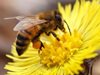 Падна забраната срещу отрови за пчелите