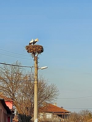 Първите щъркели вече са в Цалапица. Снимка: Фейсбук