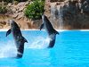 Учени записали разговор между делфини, подобен на човешкото общуване