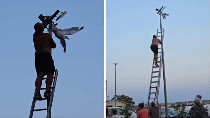 Героично! Доброволци спасиха чайка от улична лампа в Царево (ВИДЕО)