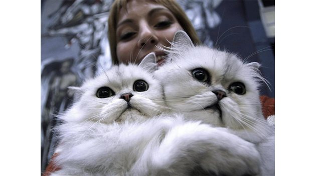 НЕПОСЛУШАНИЕ: Котки от Торино са наказани за шумна походка от специализирания съд за животни в Италия.