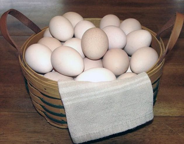 Една кокошка порода Фаверол снася по 4 яйца седмично