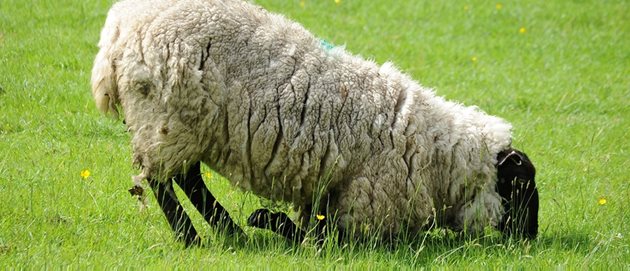 Поразените от копитен гнилец овце започват да куцат, изостават от стадото и пасат коленичили