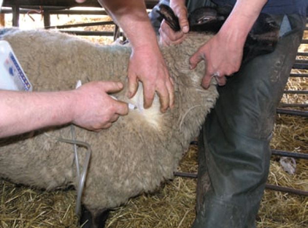 Овцете се ваксинират подкожно в областта на горната третина на шията