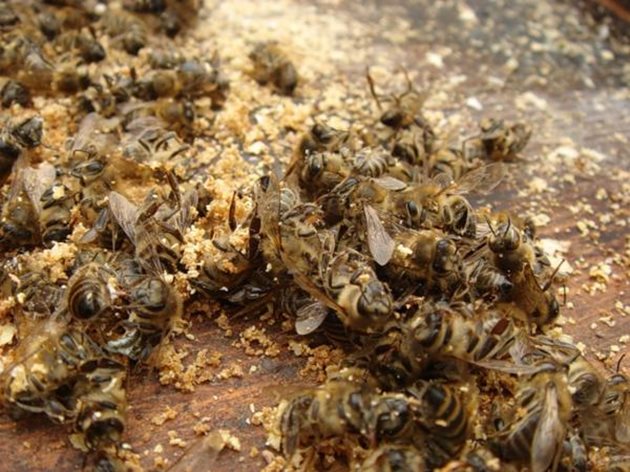 Тъканите на умрелите пчели бързо се разлагат. И при пипане лесно се разпадат на отделните си части - глава, крила, коремни членчета, крака, власинки и др.
