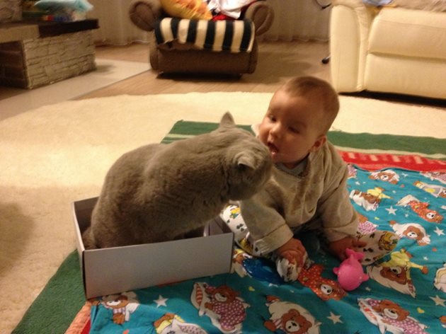 Британската късокосместа котка обича да контактува с деца