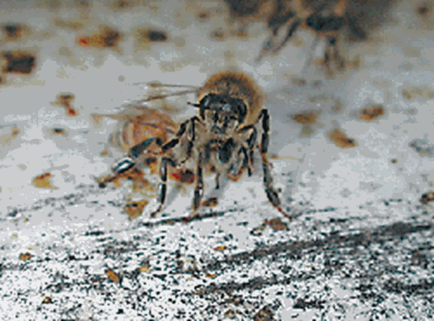 Мановият мед действа вредно на пчелите и с несмилаемите от организма им остатъци. Наличието на голем брой микроорганизми също разстройват храносмилането и понижават защитните сили на пчелите.