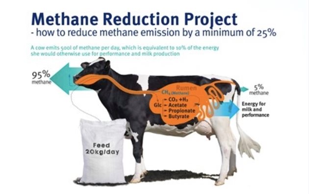 От десетилетия количеството на метан в атмосферата нараства. Едно от причините за това е говедовъдството.