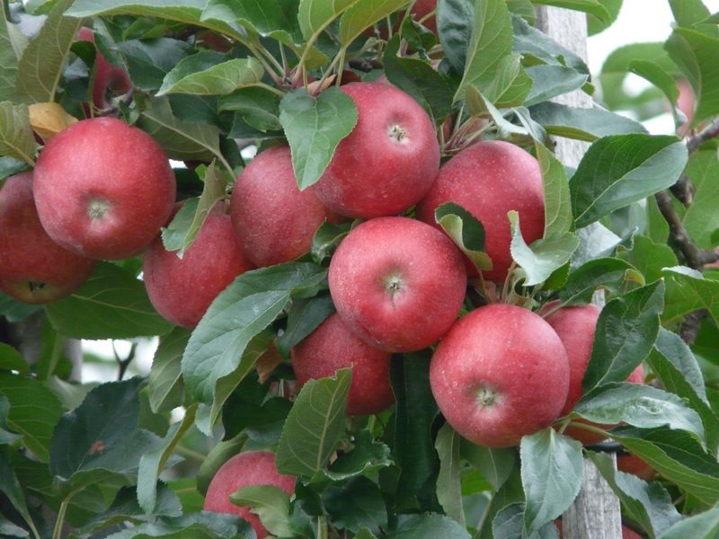 пролетна резитба на ябълка