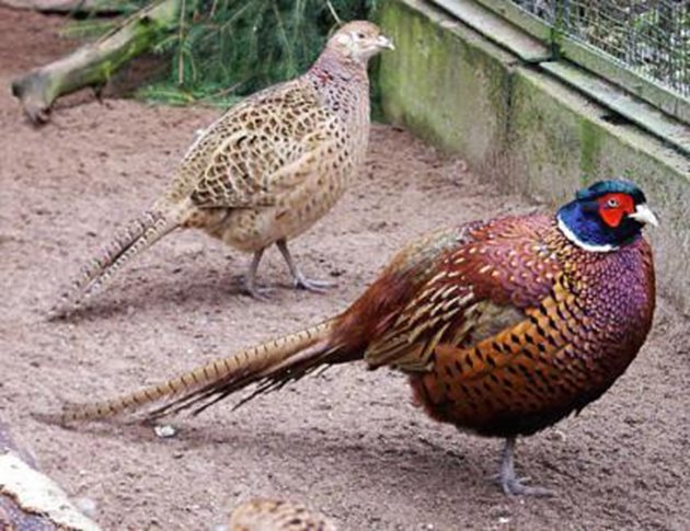 Обикновен фазан: самец и самка