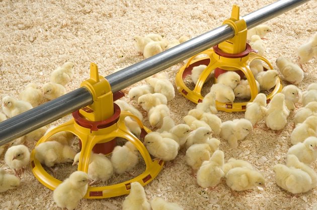 Осигурете на пилетата бърз достъп до храна и вода