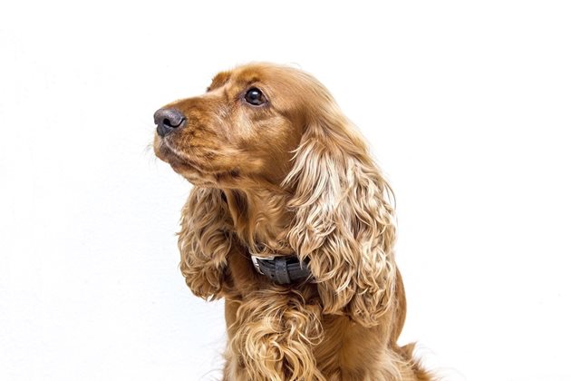 Кокершпаньолът е най-подходящата порода куче за търсене на трюфели.

СНИМКА: PIXABAY

