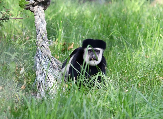 Новите попълнения в столичния зоопарк - маймуните колобуси