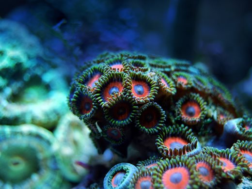 Избелване на коралите опустошава рифове край Бали