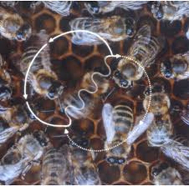 Екип от Университета в Съсекс анализирал поклащащия танц на медоносните пчели и докладвали резултатите в списание „Current Biology”, Ъгълът на танца им предава информация за посоката на източника, докато продължителността съобщава разстоянието. Снимка apisuk.com