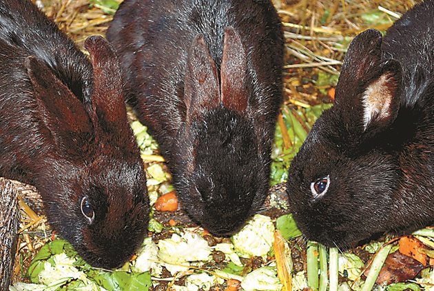 На възрастните зайци се дават 600 грама зеле на ден - отделно и в комбинация със сочен фураж.