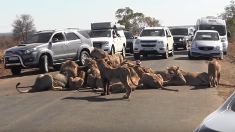 Стадо лъвове предизвика задръстване, докато се нахрани (Видео)