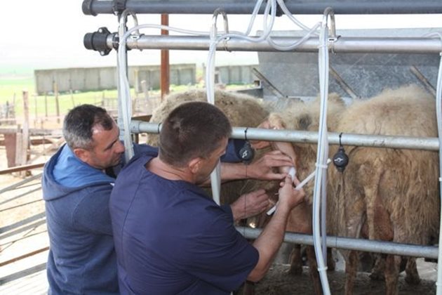 Д-р Божидар Иванов (вдясно) показва на овцевъдите поставянето на един от хормоналните продукти - синхропарт - тампони. Той позволява моделиране на репродукцията в стадото така, че при добре планиран репродуктивен календар фермерът да има три агнилни кампании за две години.