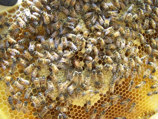 При риск от гладна смърт, пчелното гнездо може да се открие дори и при температура - 10-15 градуса С, да се поместят крайните 1-2 пити и да се постави пита с разпечатан, предварително затоплен мед или с топъл захарен сироп.
