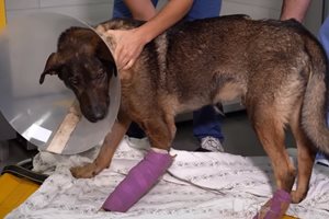 Изтезаваното куче Мечо на преглед при ветеринар СНИМКА: ANIMAL RESCUE SOFIA