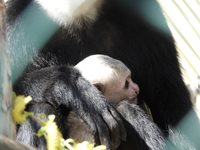Има нови маймуни в зоопарка - с перчем от бели ресни и черна козина (вижте ги)