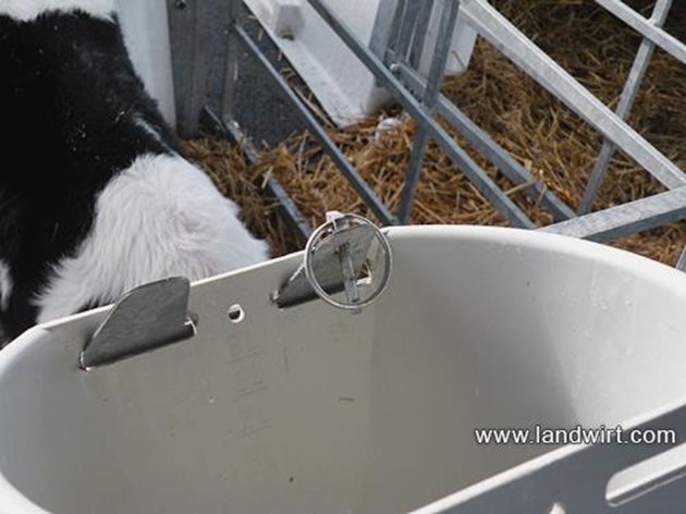 Подходящият фиксатор на кофата за хранене на телета е много важен