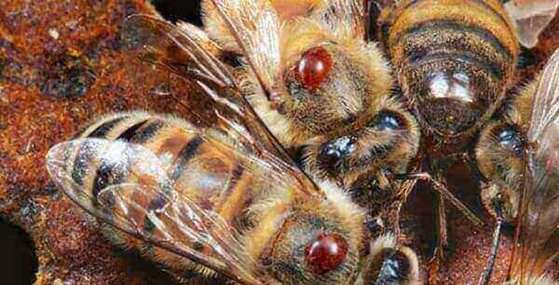 Най-разпространено и най-лесно за начинаещия пчелар е поставяне на ленти против вароатоза, напомнят специалистите.