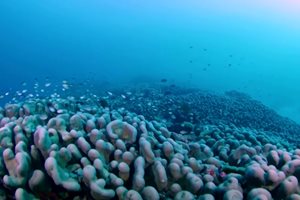 Коралът е открит от видеооператор, работещ с екипа на National Geographic за програмата Pristine Seas Кадър: Youtube/ Reuters