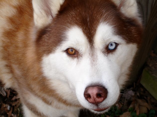 Сибирското хъски може да има очи с различен цвят