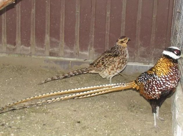 Кралски фазан - самец и самка