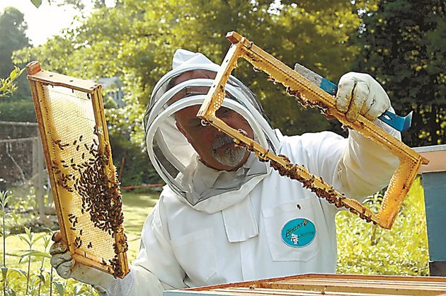 Пчеларят трябва всеки ден да е на пчелина. Сега се доразширяват гнездата с восъчни основи.