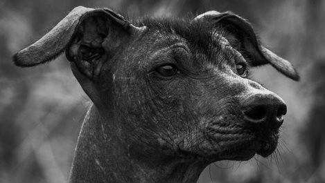 Ксолоицкуинтле: ацтекското куче, което води душите към подземния свят