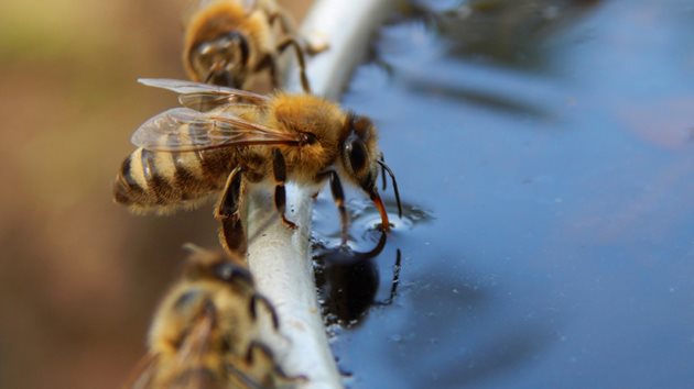 Според наблюдения на американски пчеларски изследовател донасяната от летящите пчели вода се предава на вътрешногнездовите. Съхраняваната в медовото им стомахче вода се затопля и става подходяща за употреба.