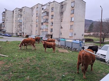 Крави се разхождат в Малко Търново (Снимки)