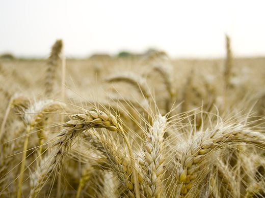 5 страни от Източна Европа искат удължаване на забраната за внос на украинско зърно