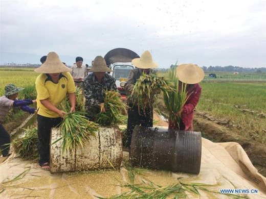 Рекордна реколта от новия сорт супер ориз в Китай