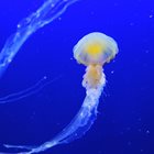 Медузи наводниха Адриатическо море