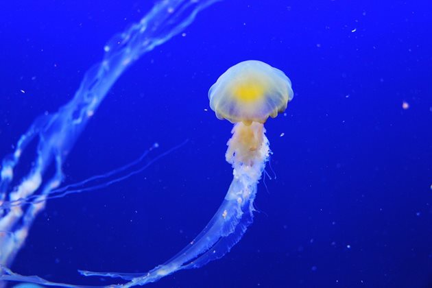 Медузите не са прекалено опасни, но все пак трябва да се внимава в близост до тях. Снимка: pixabay