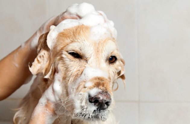 Специалистите съветват да къпете кучето си с шампоан не по-често от веднъж на 2 месеца