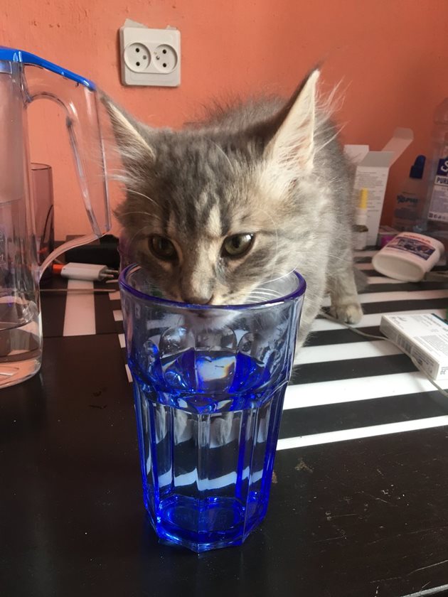 Някои котки пък предпочитат да пият вода от....чаша
Снимка: Twitter