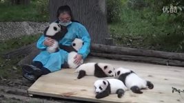 В Китай плащат 32 хиляди щатски долара на хора, които галят панди