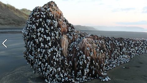 Мистериозен обект е изхвърлен на плаж в Нова Зеландия (Видео)