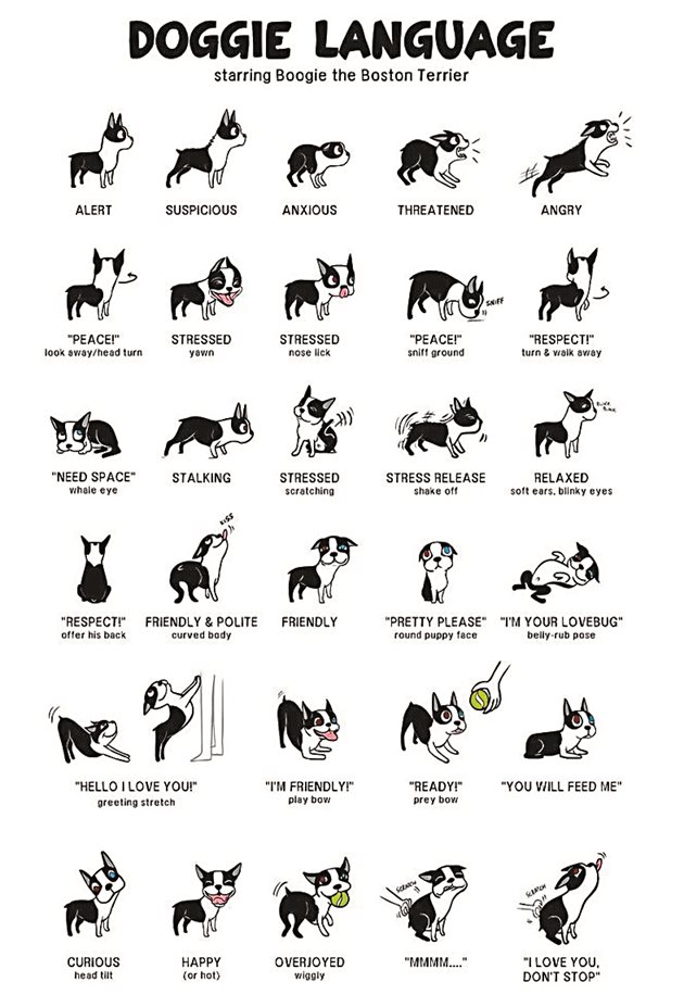 Схема с основните кучешки пози и знаци