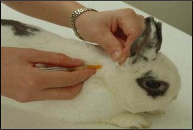 За първи път срещу китайската болест се ваксинират зайчета с тегло 500 г