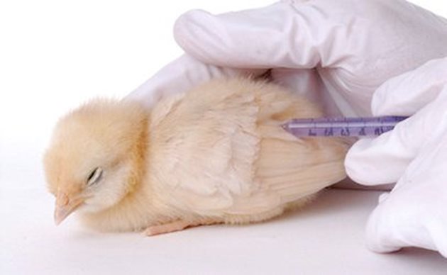 Високото равнище на майчини антитела в организма на пилето може да пречат на размножаването на ваксиналните щамове в живите ваксини
Снимка: Twitter