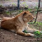 Търсят осиновител на лъвицата Косара