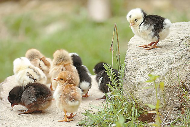 Диарията при пилетата не винаги е инфекциозна - тя може да бъде причинена от стрес или хипотермия. Проблеми с храносмилането често възникват в първите дни след купуването на пилетата поради преминаването към различна храна