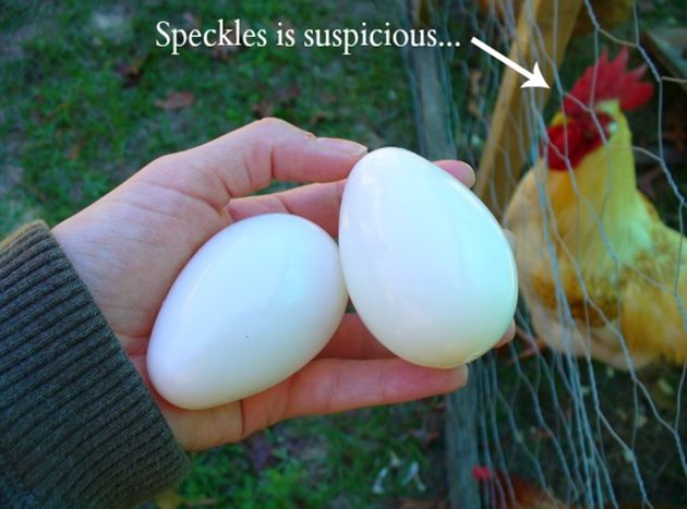 Кокошка гледа подозрително изкуствените яйца